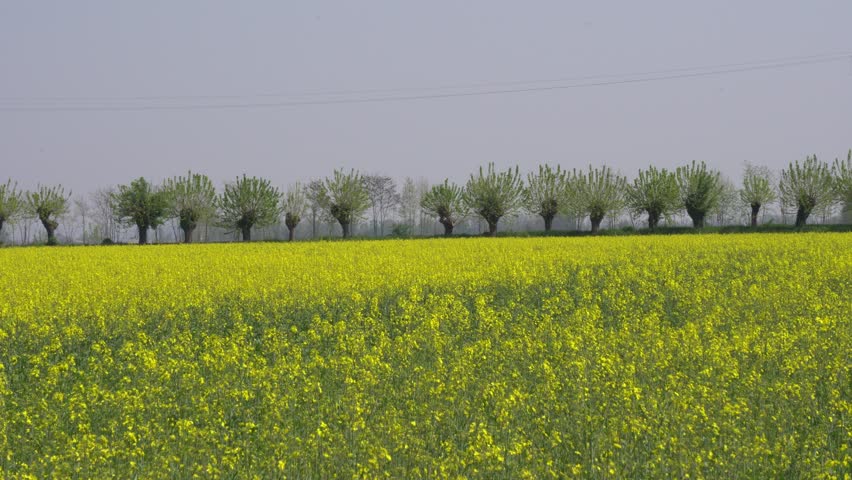 rapeseed cultivation in the field