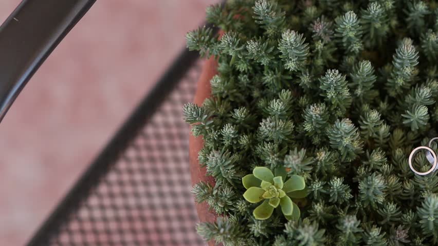 Wedding rings on a cactus in a pot. Wedding jewelry.