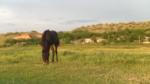 Tethered horse grazing on the green lawn near the village