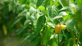 Bell Pepper Growing in Vegetable Garden
