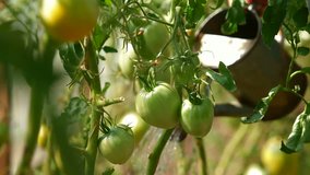 Tomatoes growing in greenhouse, on the background gardener working