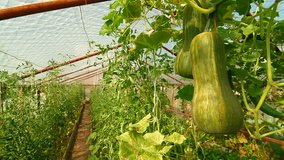 Pumpkin Growing in Vegetable Greenhouse