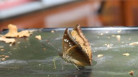 Butterfly eating the food 