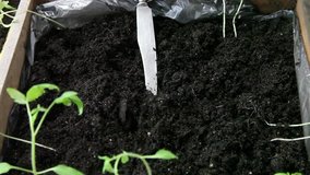 Woman dives tomato seedlings into a box with earth
