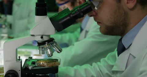 Agriculture Researcher Examine Wheat Cereal on Microscope Biological Laboratory
