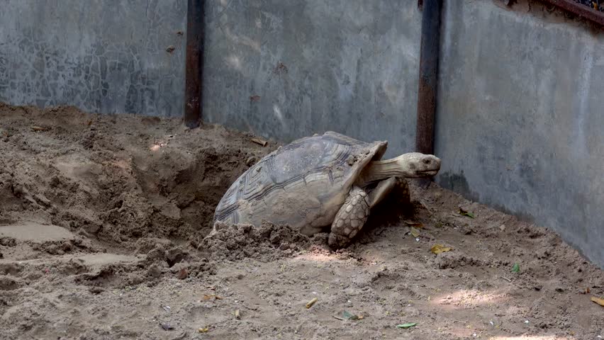 Why do outdoor turtles dig holes