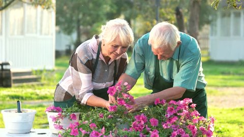 Couple of old gardeners. People transplanting flowers. Grow petunias from cuttings.