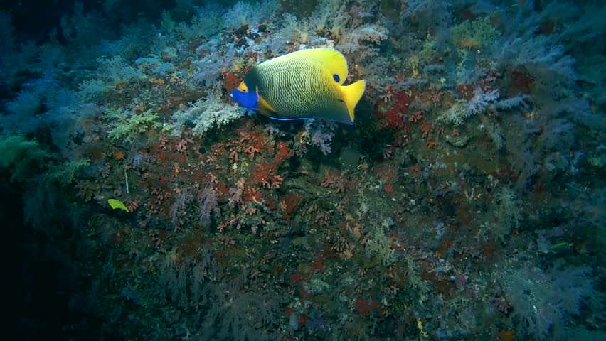 Blueface Angelfish - Pomacanthus xanthometopon swims under the wall of a coral reef, Indian Ocean, Maldives
 | Shutterstock HD Video #25695587
