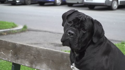 A Dog Cane Corso 14 m old Sitting On A street Bench In The City During The Day 
2016.06.20 CaneCorso 8m 05