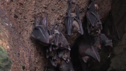 Fruit bats hanging in the cave on Bali island in Indonesia.