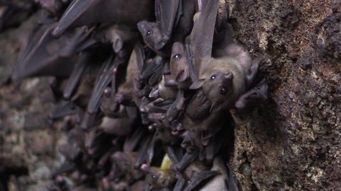 Many fruit bats in the cave.