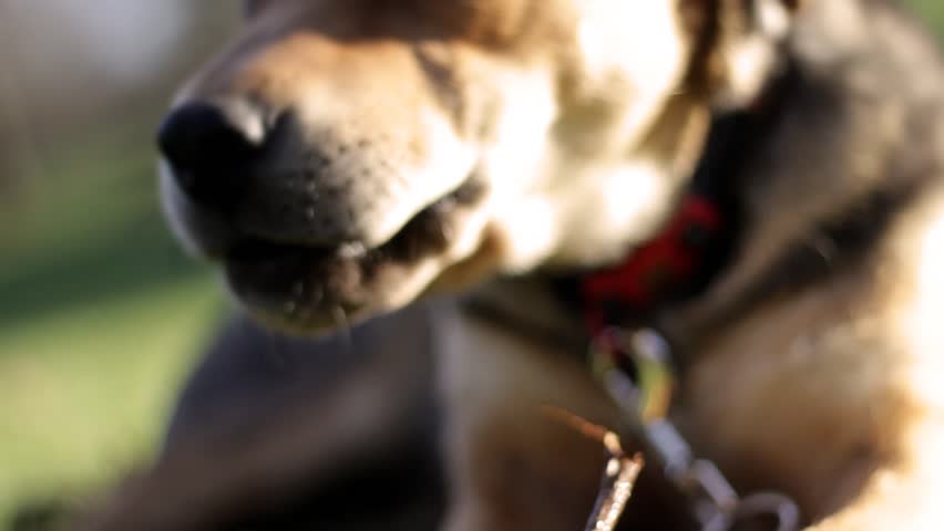 Close up shot of beagle puppy playing in the grass on sunny evening