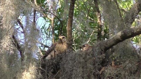 Red-Shouldered Hawk with its chicks