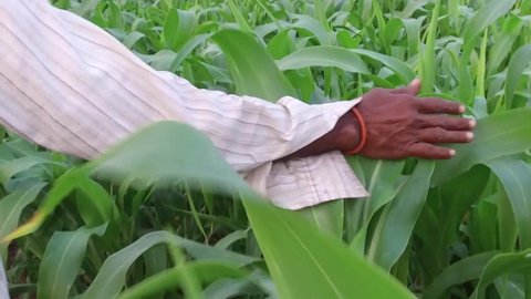 Farmer in sorghum crop field, rural village Salunkwadi, Ambajogai, Beed, Maharashtra, India, South East Asia.