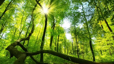 Enchanting sun rays beautifully illuminating a beech forest in vivid shades of fresh green at spring, slow dolly shot