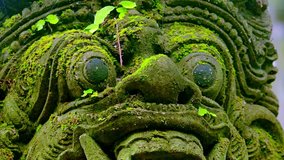 Close-up of Barong Lion Guard's face, mossy statue of Balinese mythological hero carved from stone. Decoration of hindu temple in Bali, Indonesia. Asian religious sculpture concept. Panning video.