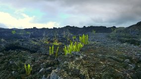 Panning video of deserted land covered with lava rocks. Moss, lichen and new plants start growing on petrified lava near Mount Batur volcano. Bali, Indonesia
