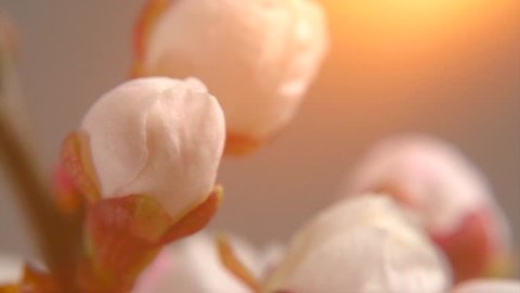 Beautiful Spring Apricot tree flowers blossom timelapse, extreme close up. Time lapse of Easter fresh pink blossoming apricot closeup. 4K UHD video 
