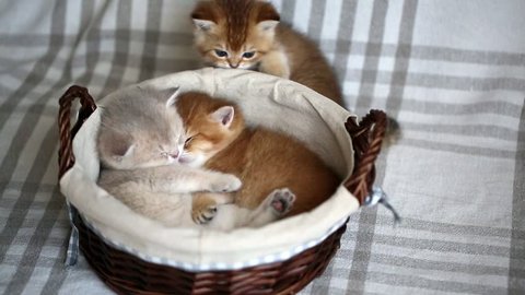 Cute gold British chinchilla kittens sleeping and hugging in a basket