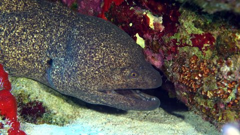 A large yellow margin moray eel hides under a rocky outcropping in clear tropical water.