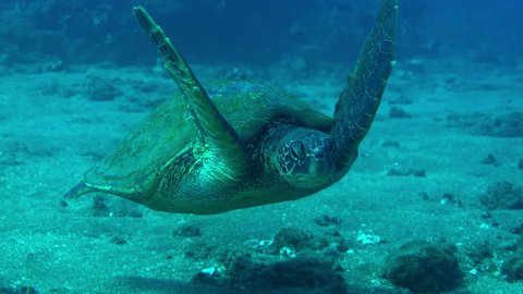 A large green sea turtle swims closely by over a sandy bottom in clear blue tropical water.