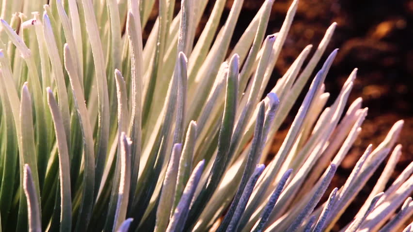 Close Up pan of Haleakala Silversword Plant and shifting light