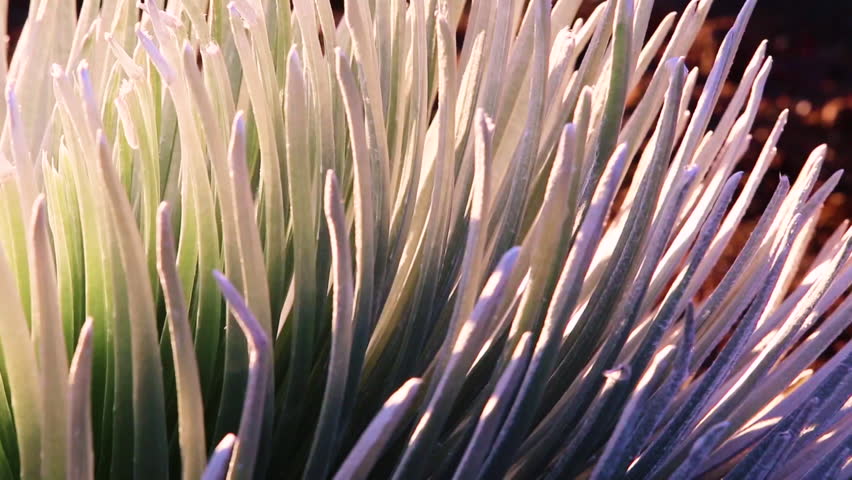 Close Up pan of Hawaiian Silversword Plant 