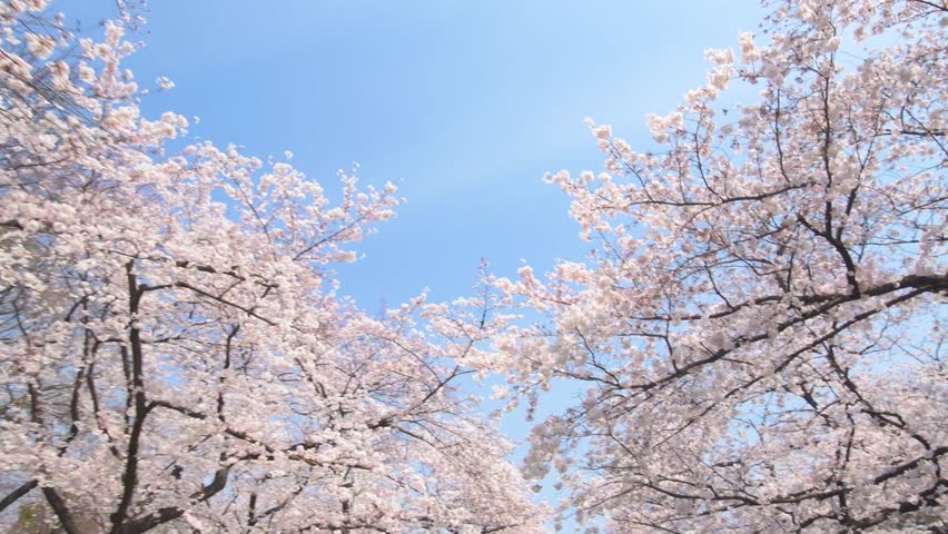 Walking through cherry blossoms in full bloom against blue sky at Ueno park, Tokyo, Japan | Shutterstock HD Video #25722260