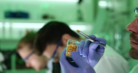 Biochemist Men Testers Examine Corn Seeds Genetically Engineered Food Laboratory