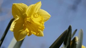 Yellow Narcissus flower against blue sky 4K 2160p 30fps UltraHD footage - Beautiful Pseudonarcissus plant corona and tepals in the grass 3840X2160 UHD video