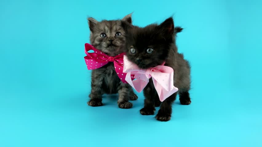 kittens with bows