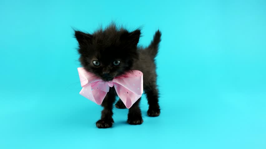 kittens with bows
