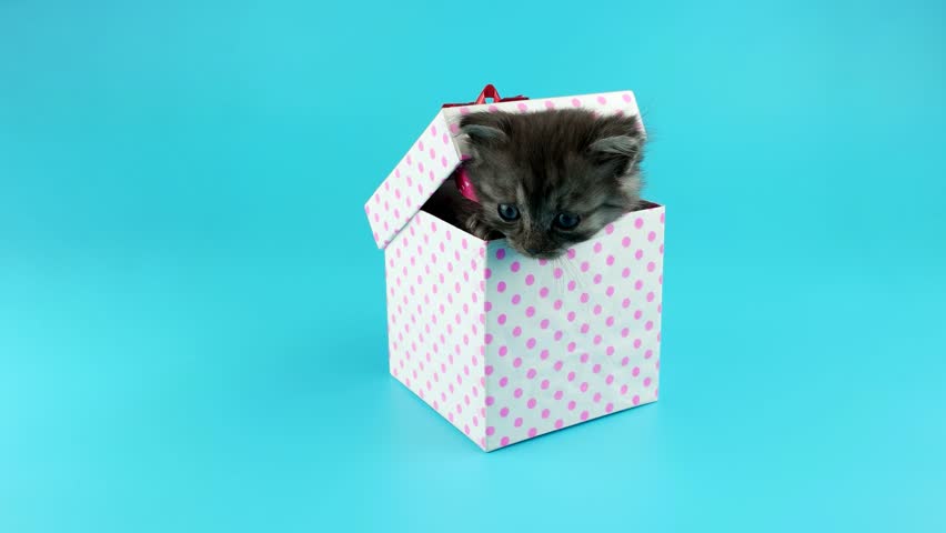cat gift box