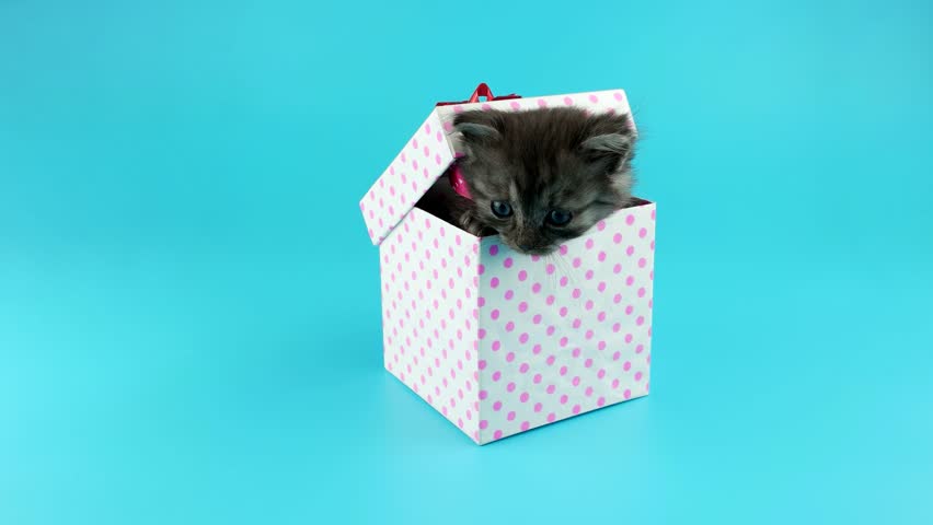 cat surprise box