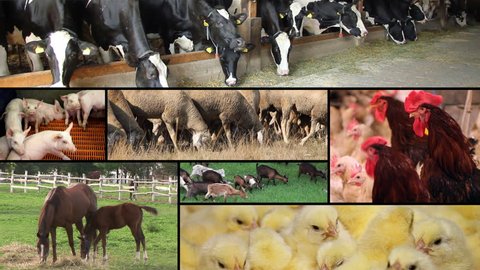 Farm Animals split screen