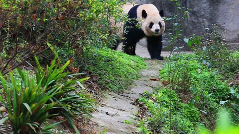 China's zoo in Chengdu, the panda in the sport of the video
