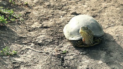 tortoise crawls