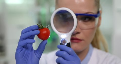 Biologist Examining Genetically Modified Tomato with Magnifying Glass Laboratory