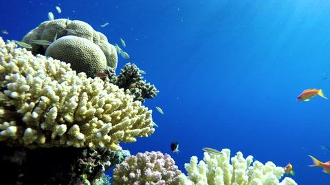 Tropical fish and coral reef. Underwater life in the ocean. Colorful corals and fish.

