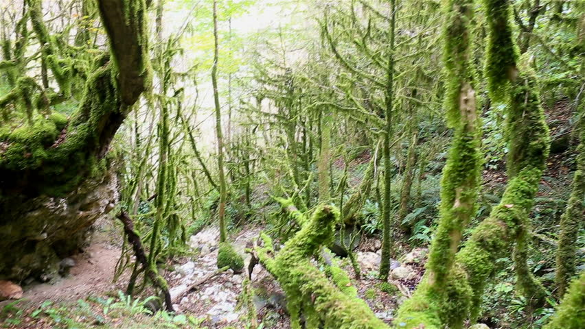 Wild mystical forest with mossy tree