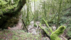 Wild mystical forest with mossy tree - Powered by Shutterstock - Get 15% off with code: PIKWIZARD15