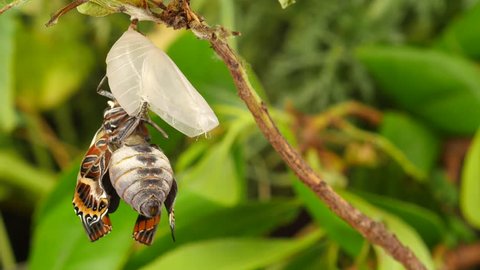 4K Beautiful Timelapse of a Charaxes Jasius Emerging to Butterfly From Chrysalis. Timelapsed of specimen two-tailed pasha butterfly emerges spreading its wings. Chrysalis foxy emperor outside garden