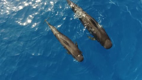 4K Beautiful aerial of group Pilot Whales Family Swimming in athantic ocean. Short-finned pilot whales living in tropical and subtropical waters. They are very social animals and may travel in groups