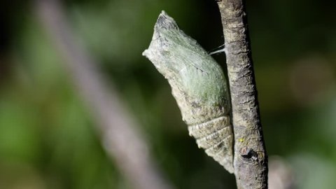 4K Beautiful timelapse Metamorphosis Papilio Machaon caterpillar to chrysalis. The Old World swallowtail caterpillar makes transformation a pupa spinning its cocoon. Pupation of swallowtail in garden