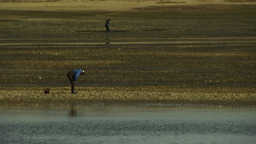 CAPE COD, MASSACHUSETTS - JUNE 13, 2008: People digging for clams on Cape Code beach