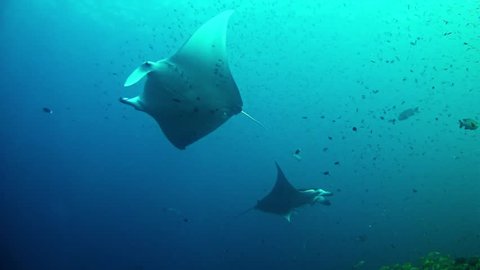 Diving in Maldives - Manta Ray underwater