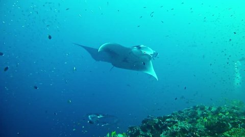 Diving in Maldives - Manta Ray underwater