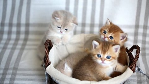 Cute British Gold kittens sleeping and hugging in a basket