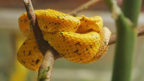 yellow venomous viper close up