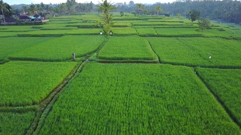 Flying over rice fields